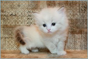 Female Siberian Kitten from Deedlebug Siberians